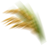 خوشه برنج